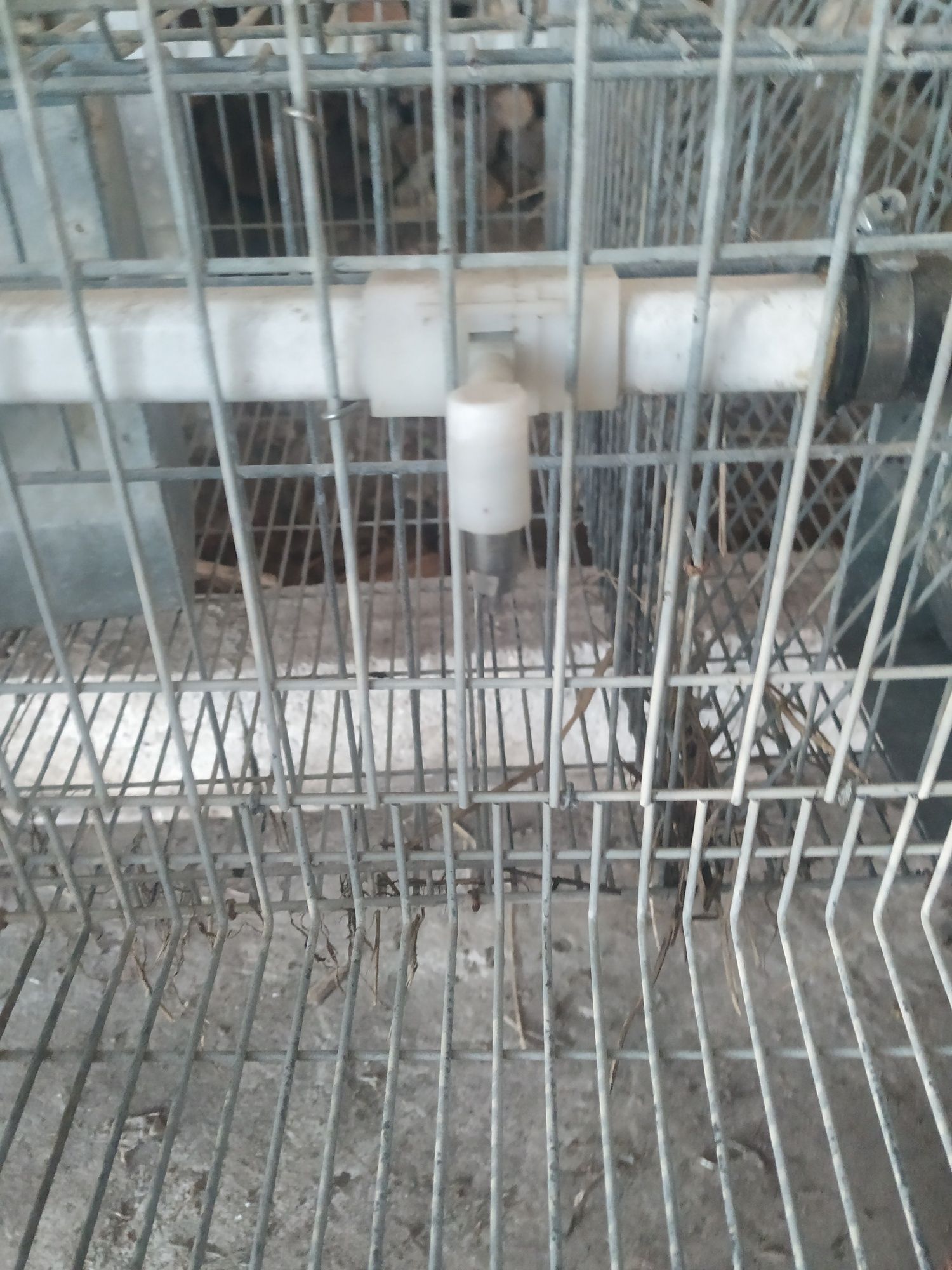 Coelheira/Gaiola para coelhos