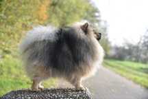 FCI Reproduktor Pomeranian Szpic miniaturowy