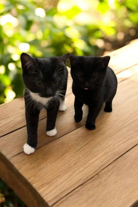 Urocze czarne kocurki do adopcji