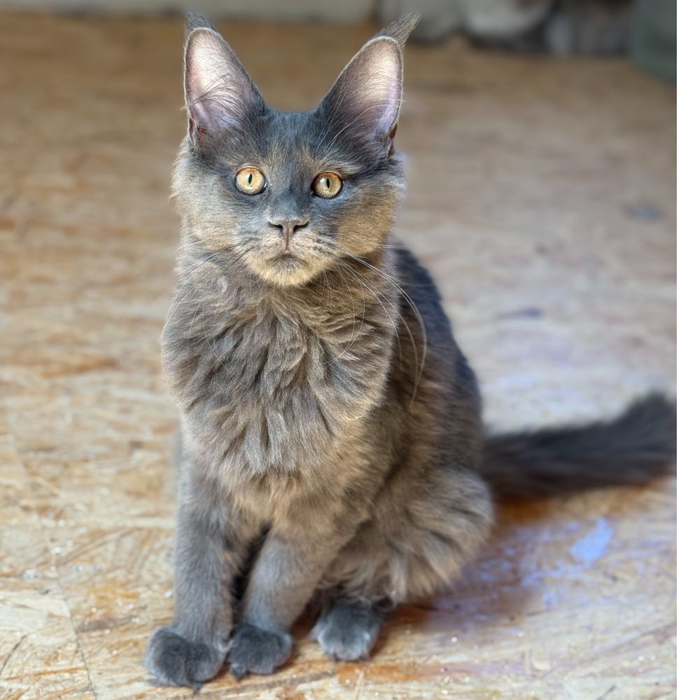 Niebieska koteczka UNA Maine Coon