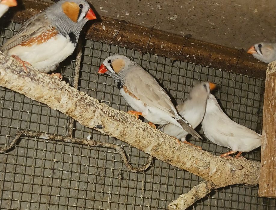 Piriquitos e mandarins