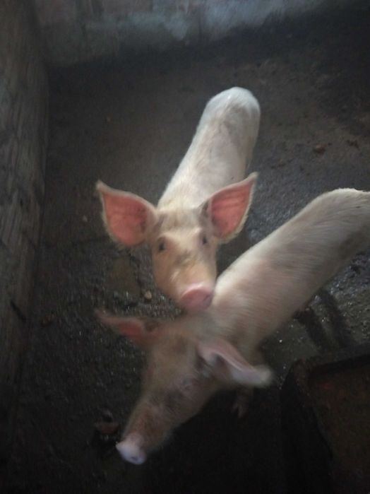 Vendo porcos agueda