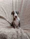 Chart angielski whippet - suczka