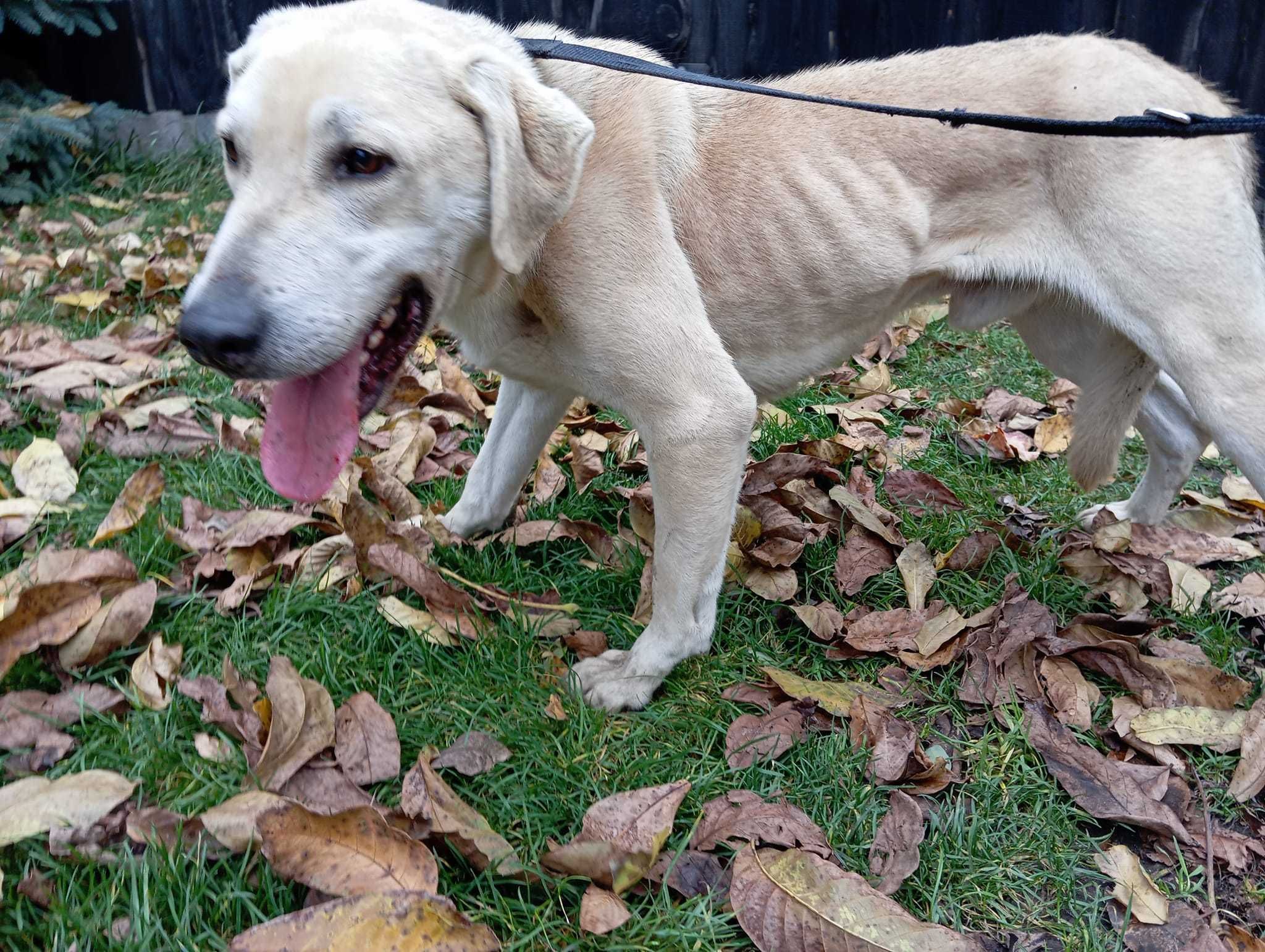 Ren - zagłodzony labrador z interwencji