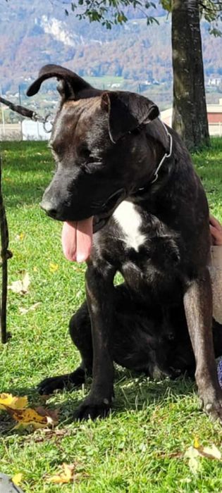 Dou Cão para adoção