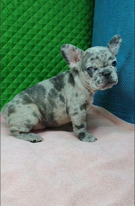 Французики генні карапузики