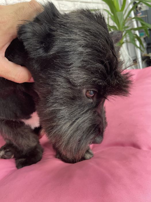 Грумінг/Стрижка/Тримінг на лівобережній