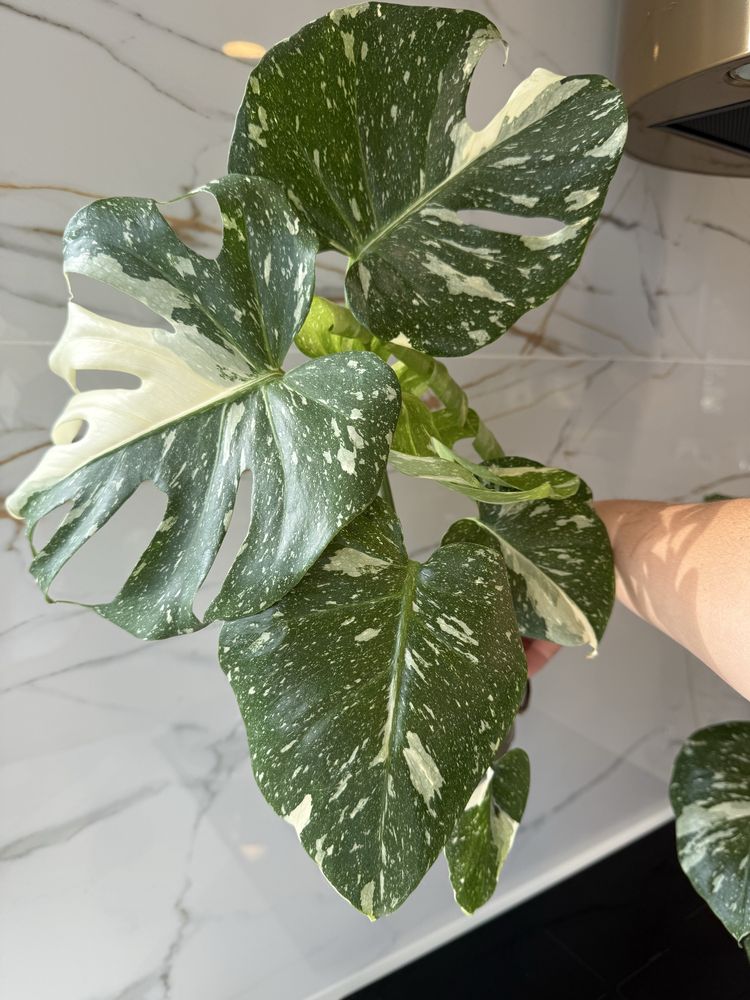 Monstera Thai cala roslina