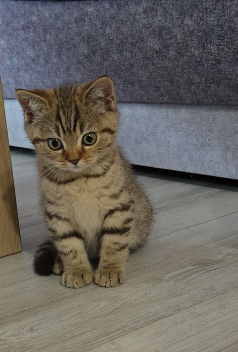 Gotowy do odbioru. Szkocki krótkowłosy kocurek