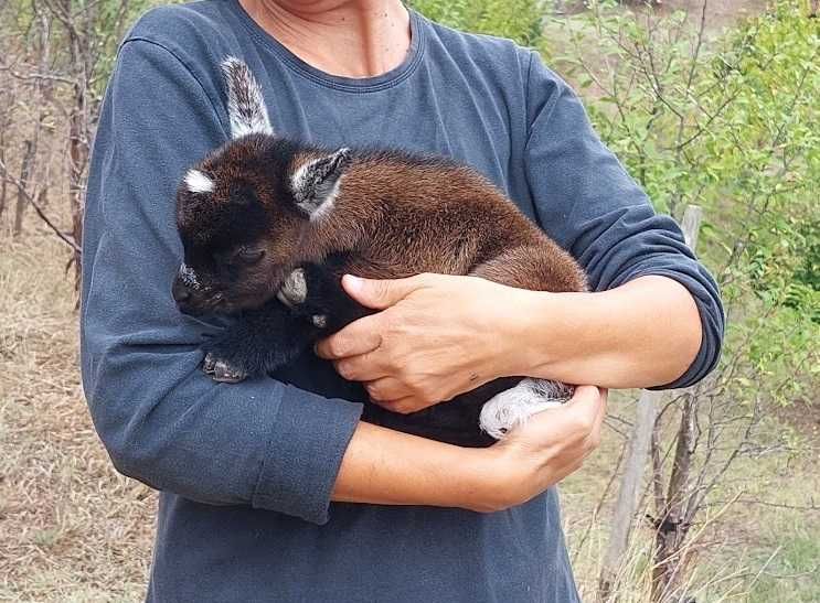 Cabras anãs (domesticadas)