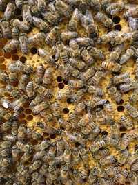Продам БДЖОЛОСІМЇ на 300 рамку (пчелосемьи)