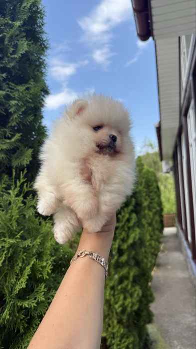 Хлопчик Ведмедик шпиць