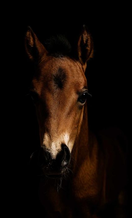 Gniady ogierek huculski programowy!