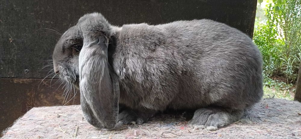 Francuski Baran Niebieski - SAMIEC