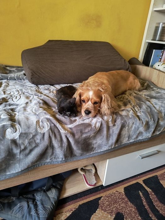 Oddam kotkę wysterelizowaną