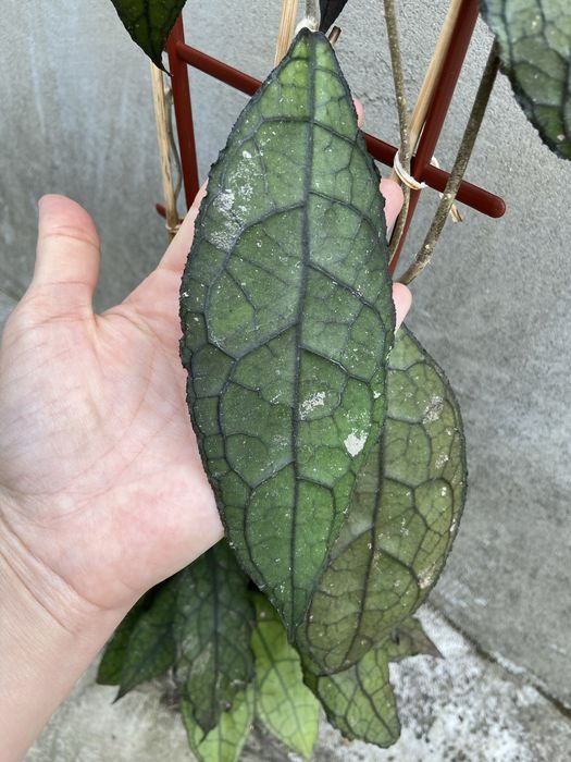 Клеменсіорум.