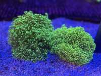 Euphyllia divisa (Frogspawn) XXL Ultra fluo!  WYSIWYG Akwarium Morskie