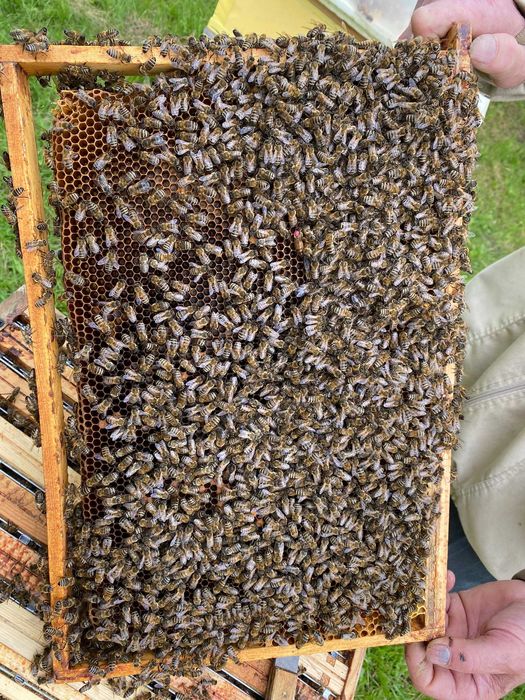 Odkłady, rodziny pszczele