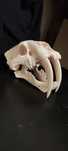 Czaszka smilodon kot szablasty wydruk 3d
