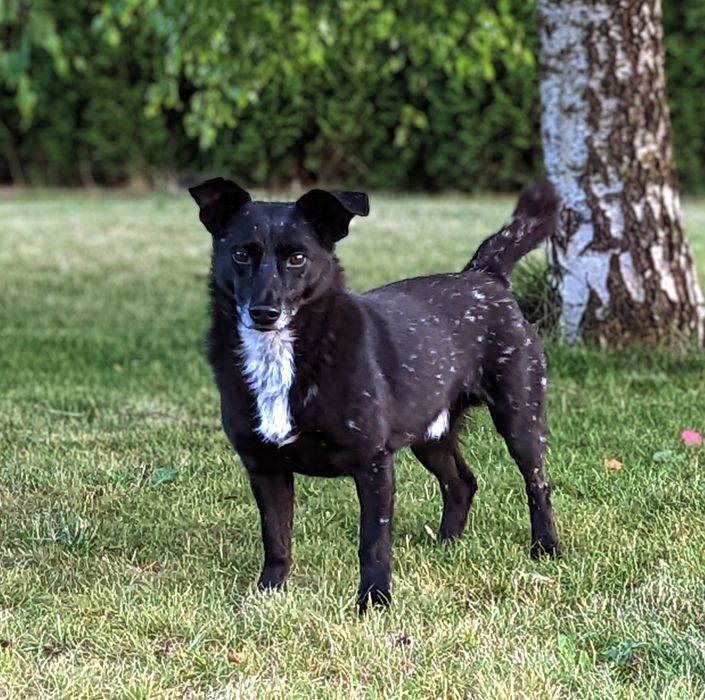 Chojrak - maluch czarny w białe kropki ! do pilnej adopcji !