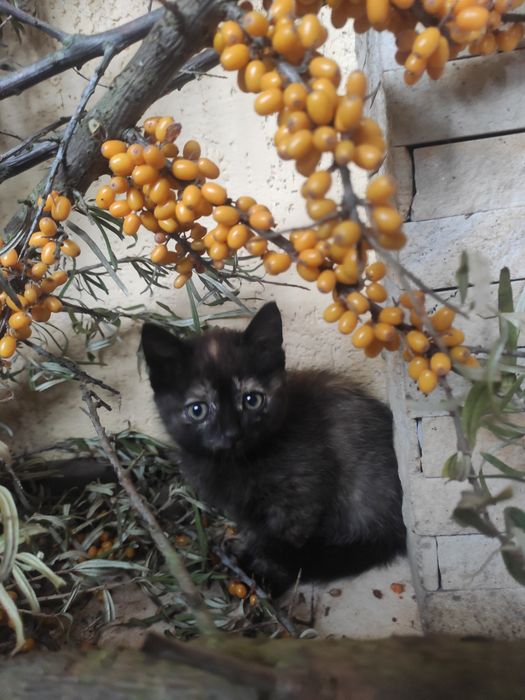 Віддам котиків в добрі руки!
