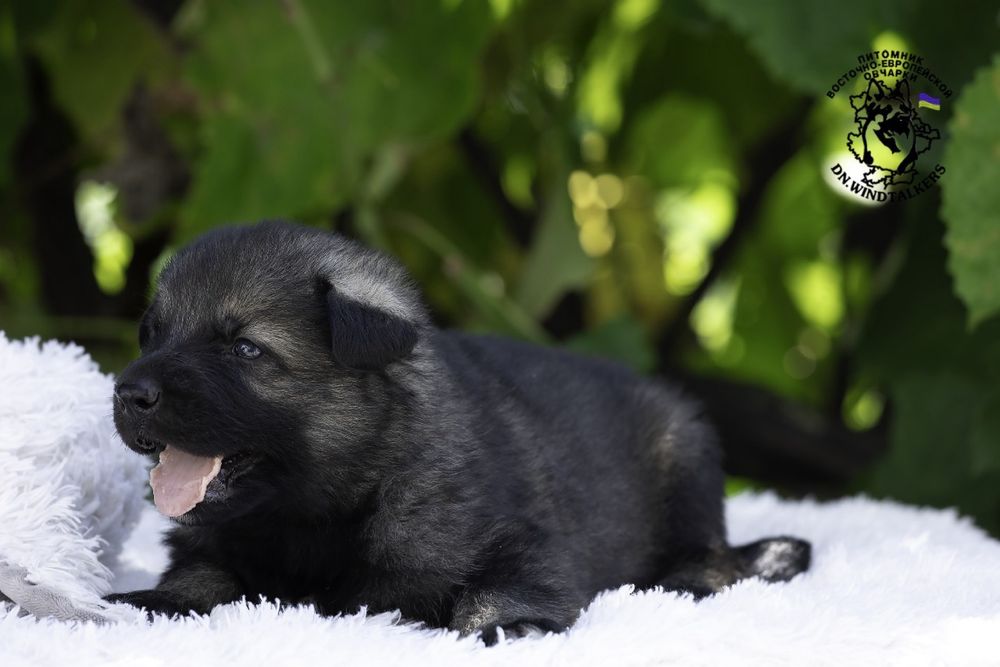 Справжні ВЕО для Найкращих Власників !
