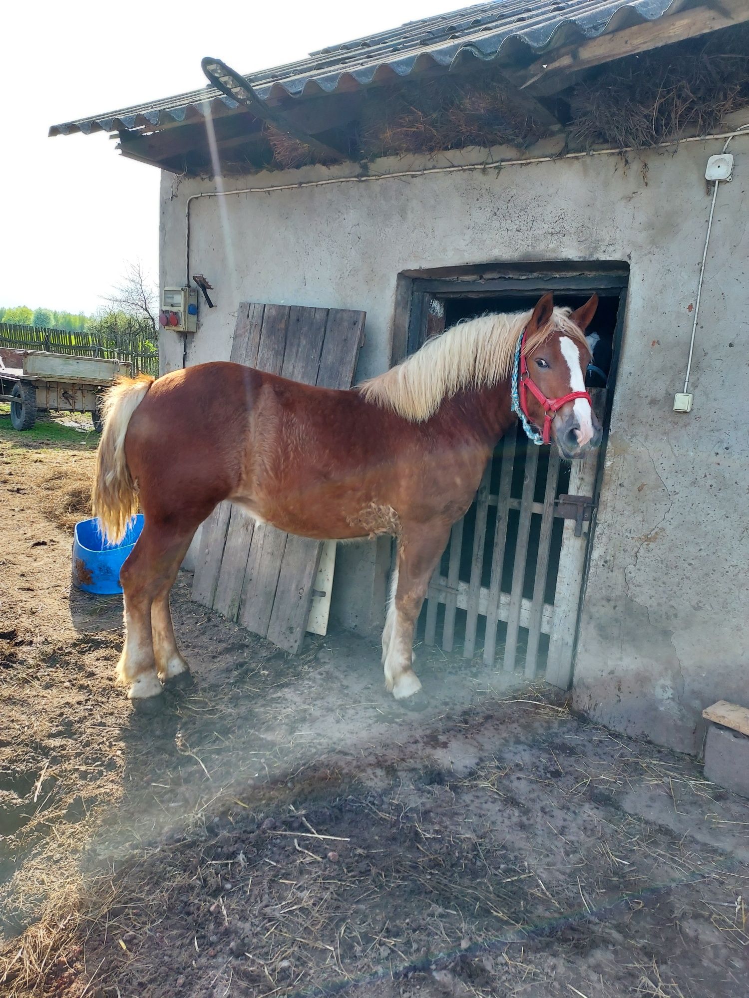 Zrebica roczna kasztana