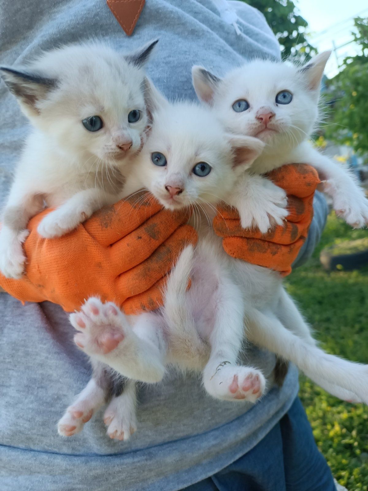 Котята сиамцы  мальчики  и девочки