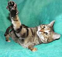 АСЯ - великолепная молодая кошка, тигровая шпротинка
