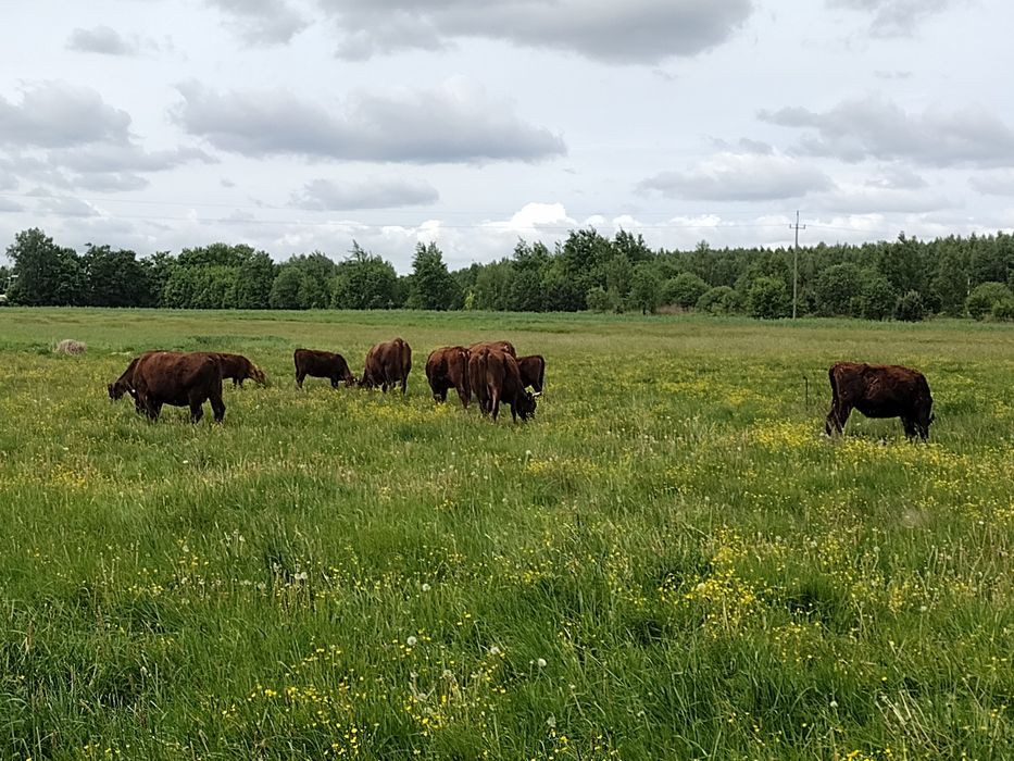 Bydło rasy RP Polska Czerwona