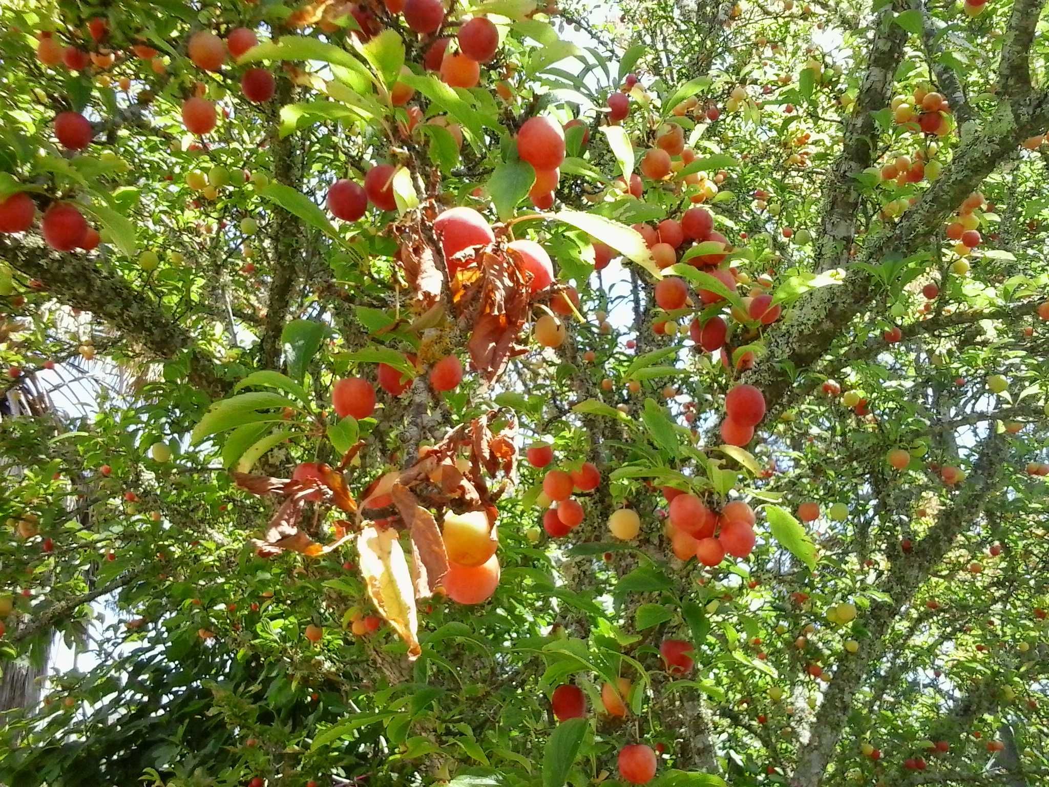 Fruta e compotas produtos naturais