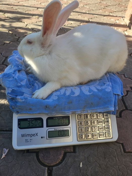 Продам Термондська біла.