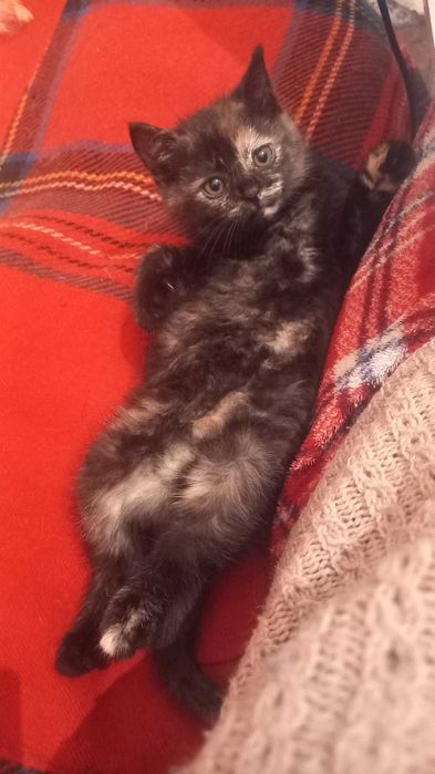 мале котисько-дівчисько в пошуках родини