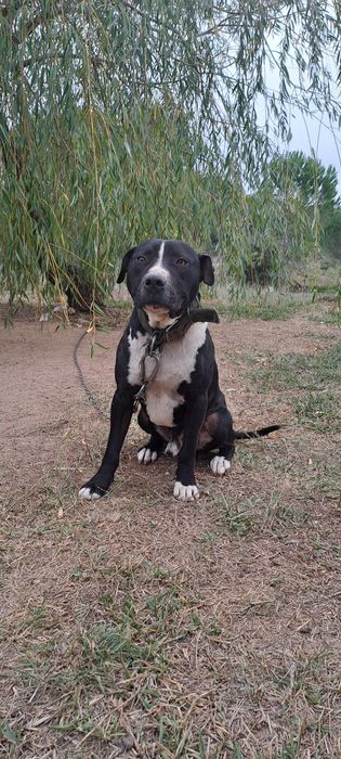 American Pitbull Terrier