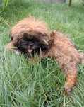 Pies shih tzu szczenię