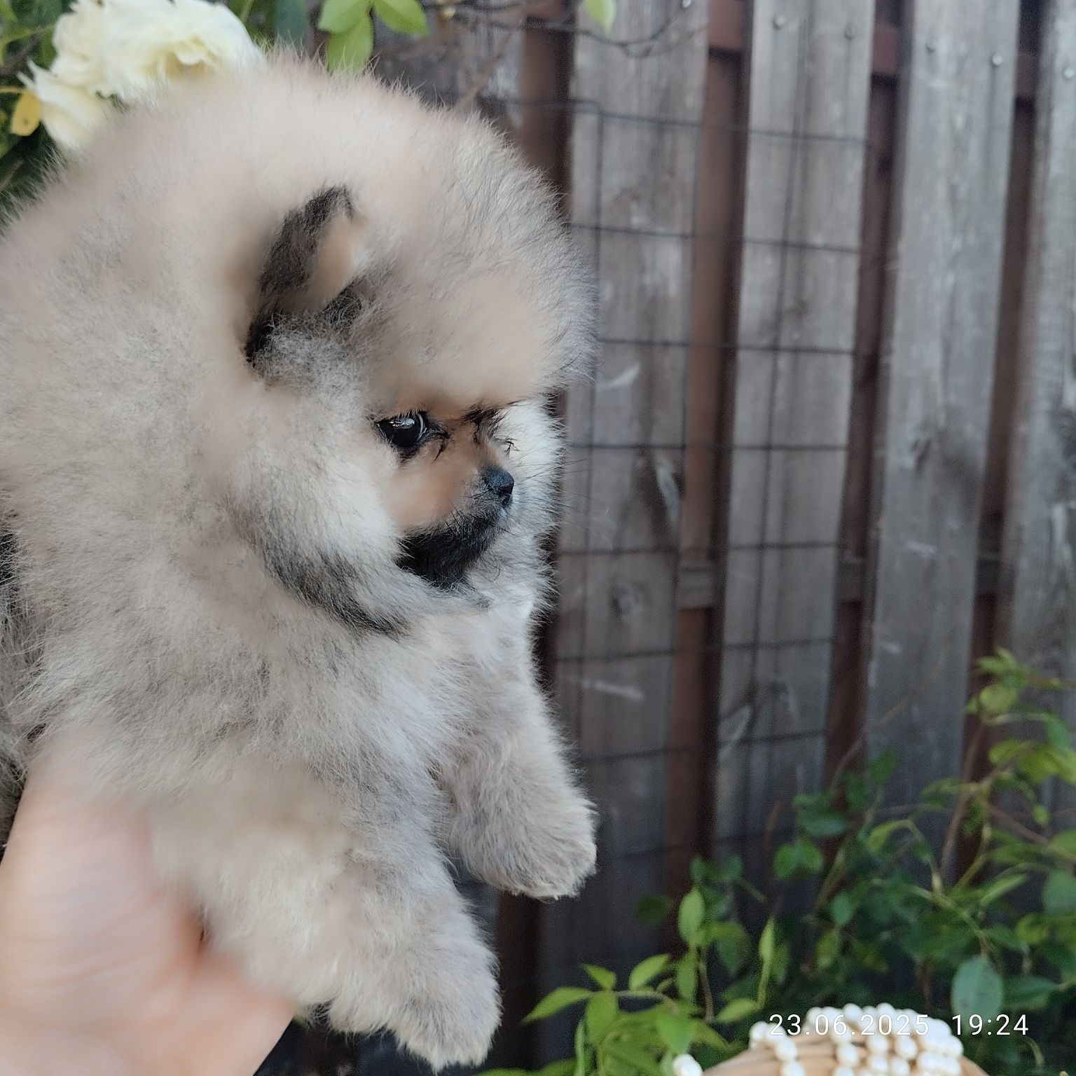 Хлопчик померанський шпіц