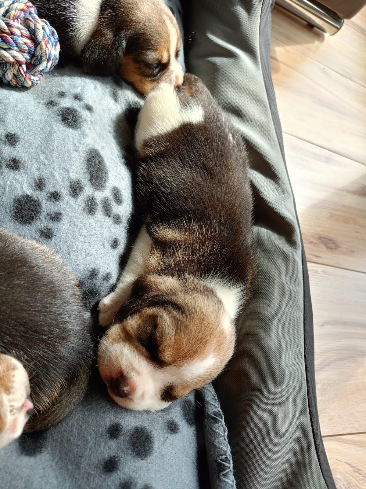 Śliczna suczka Beagle tricolor