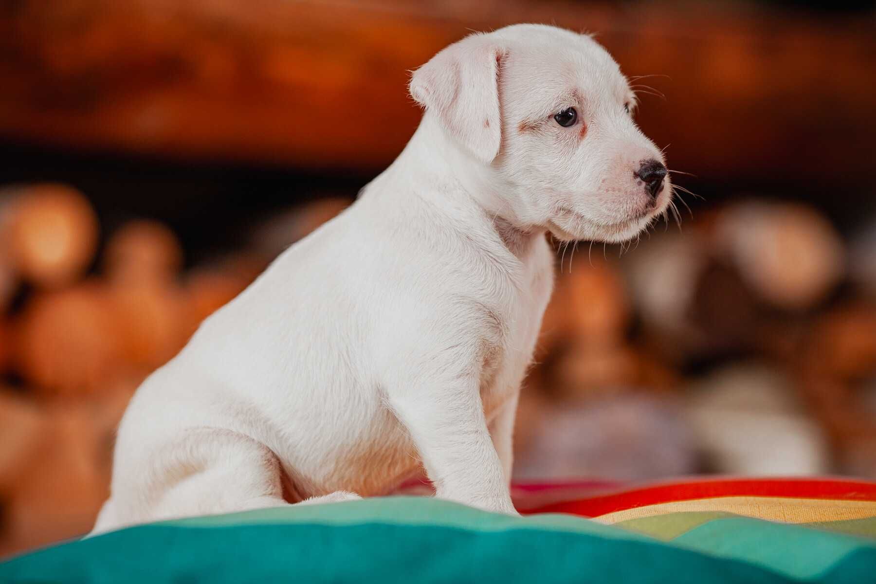 Parson Russell Terrier - szczeniak gotowy do odbioru