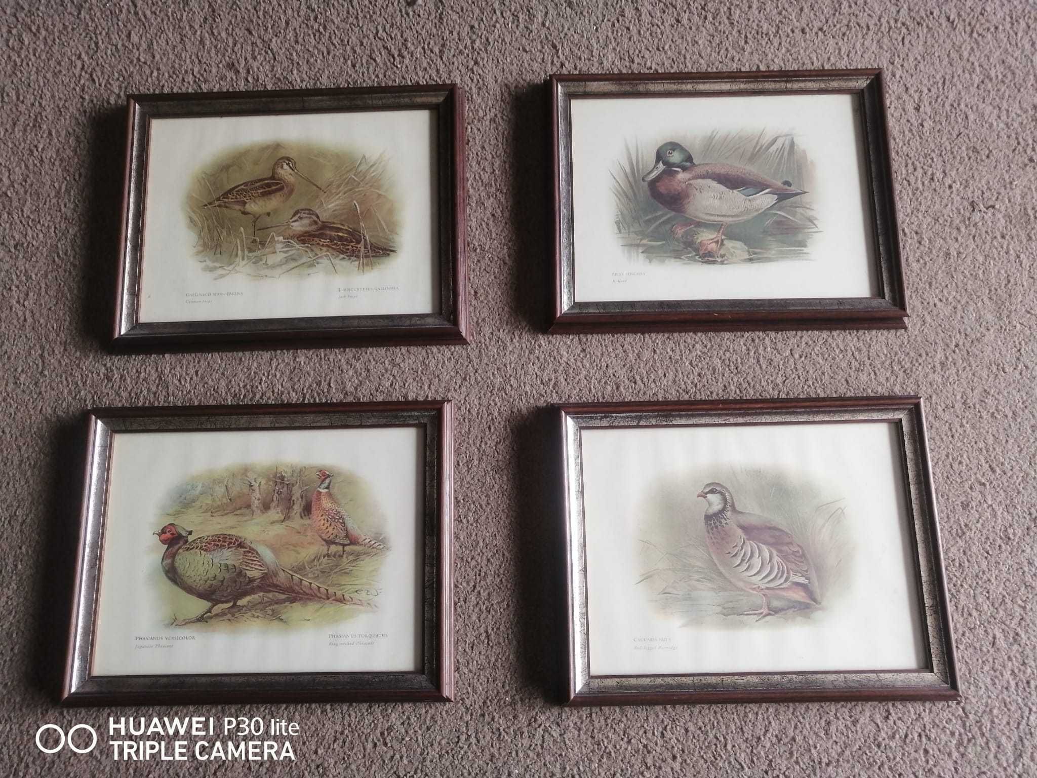 Quadros Patos em ótimo estado