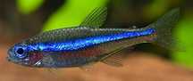 Neon simulans Paracheirodon simulans
