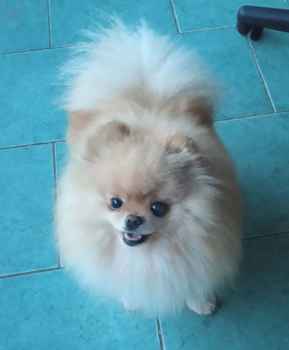 Шпицули мини девочки