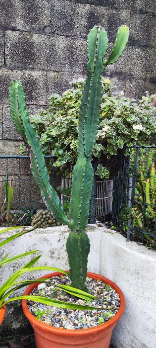 Vendo Cactus Erythrea