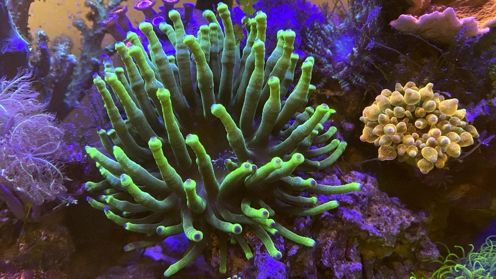 Ukwial Cribrinopsis crassa