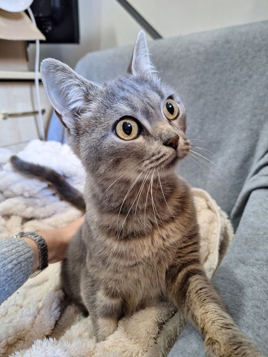 Стерилізована  молода киця шукає родину