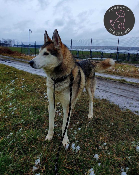 Krokiet szuka domu < 3