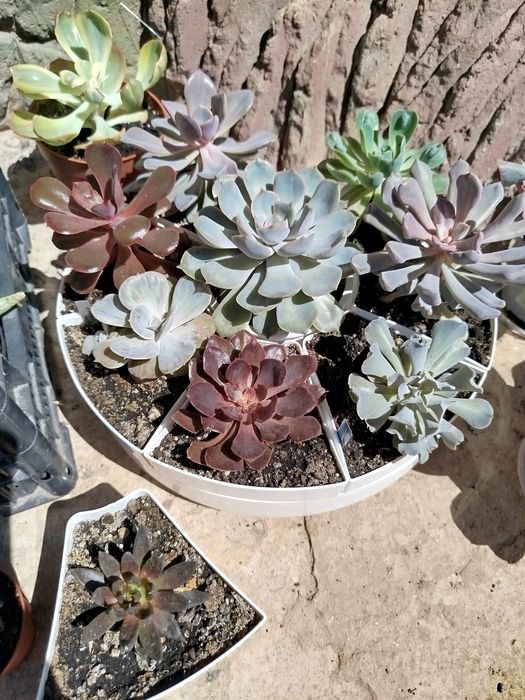 Суккуленты эхеверии алоэ декоративные крассулы