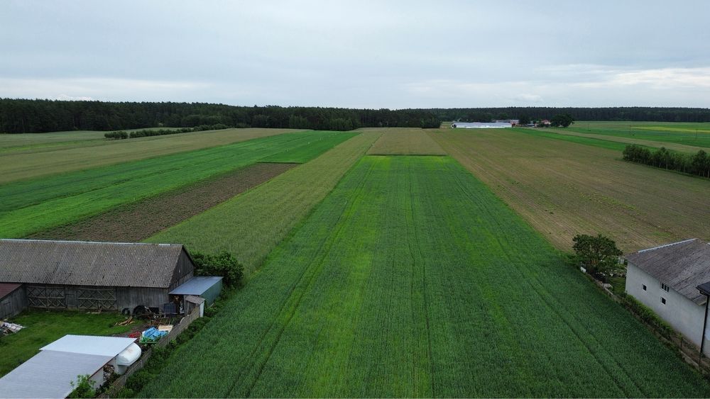 Działka rolno - budowlana 3 h , Komorowo , gmina Rząśnik