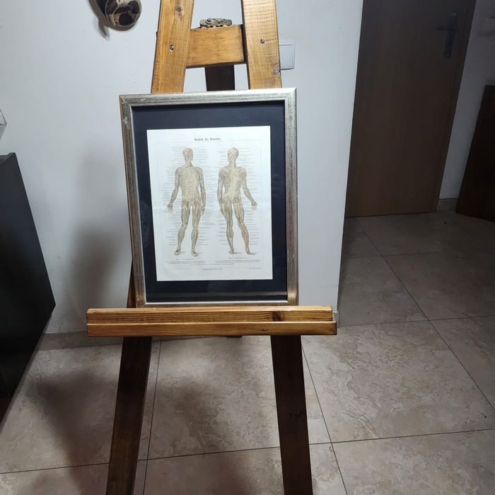 Stara rycina XIX wiek układ mięśniowy anatomia