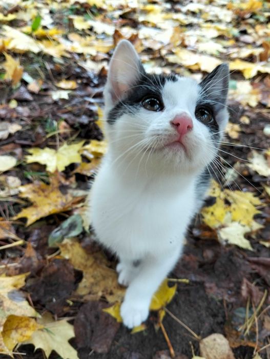 Oddam w dobre ręce małego kocurka