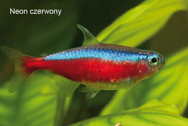 Neon czerwony rybka
